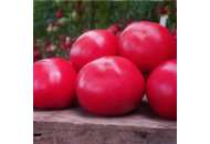 Макан F1 - томат напівдетермінантний, 1000 насінин, Clause Франція фото, цiна